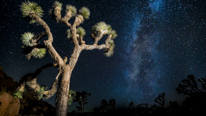 Exploring the Enchanting Wilderness of Joshua Tree National Park: A Comprehensive Guide