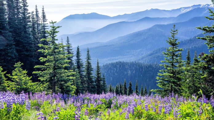 Discovering the Natural Splendor of Olympic National Park: A Comprehensive Guide